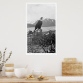Bald Eagle Alaska 1920 Poster (Keuken)