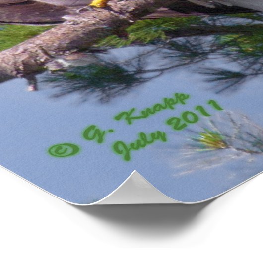 Bald Eagle als afdruk of poster (Hoek)