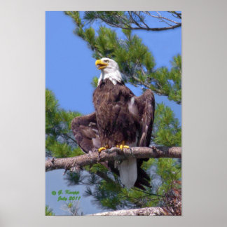 Bald Eagle als afdruk of poster