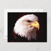 Bald Eagle American Eagle Briefkaart (Voorkant / Achterkant)