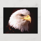 Bald Eagle American Eagle Briefkaart (Voorkant)