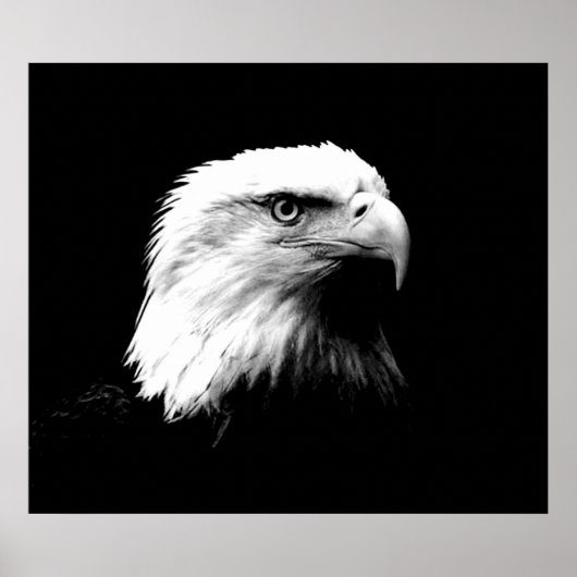 Bald Eagle American Eagle Poster Print (Voorkant)