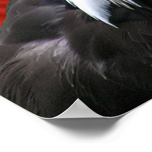 Bald Eagle American Flag Print (Hoek)