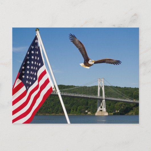 Bald Eagle (Amerikaanse trots) Briefkaart (Voorkant)