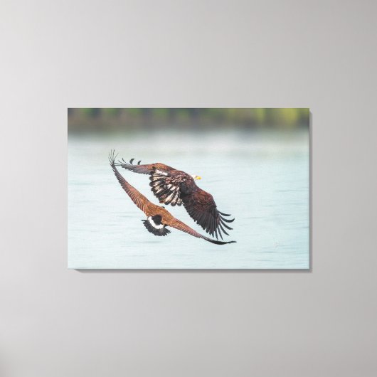 Bald Eagle and Goose Nature Wildlife Fine Art Canvas Afdruk (Voorkant)