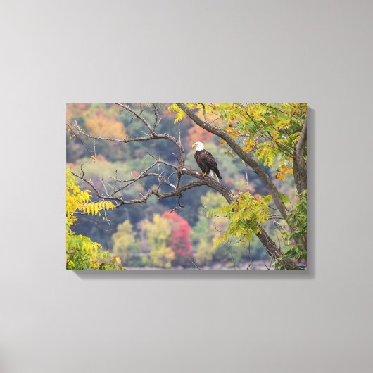 Bald Eagle Autumn Canvas Afdruk (Voorkant)