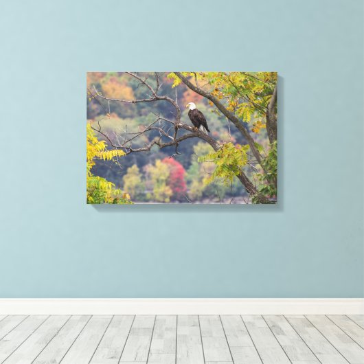Bald Eagle Autumn Canvas Afdruk (Insitu (Houten vloer))