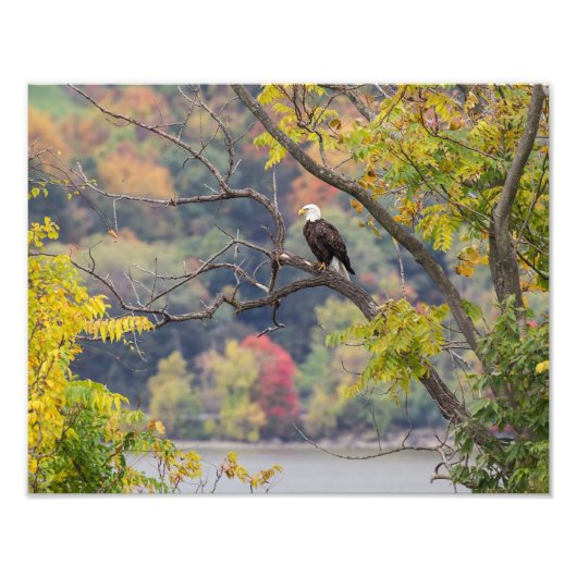 Bald Eagle Autumn Foto Afdruk (Voorkant)