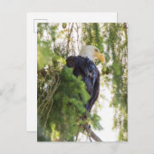 Bald Eagle baarst in Douglas Fir Briefkaart (Voorkant / Achterkant)