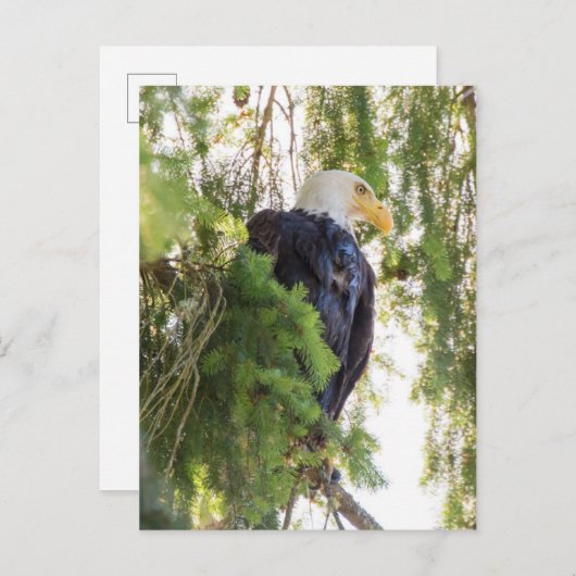 Bald Eagle baarst in Douglas Fir Briefkaart (Voorkant / Achterkant)