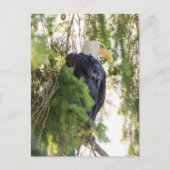 Bald Eagle baarst in Douglas Fir Briefkaart (Voorkant)