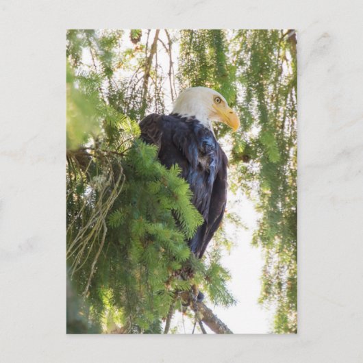 Bald Eagle baarst in Douglas Fir Briefkaart (Voorkant)