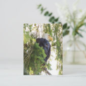 Bald Eagle baarst in Douglas Fir Briefkaart (Staand voorkant)