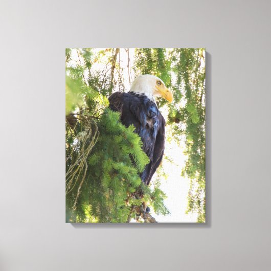 Bald Eagle baarst in Douglas Fir Canvas Afdruk (Voorkant)