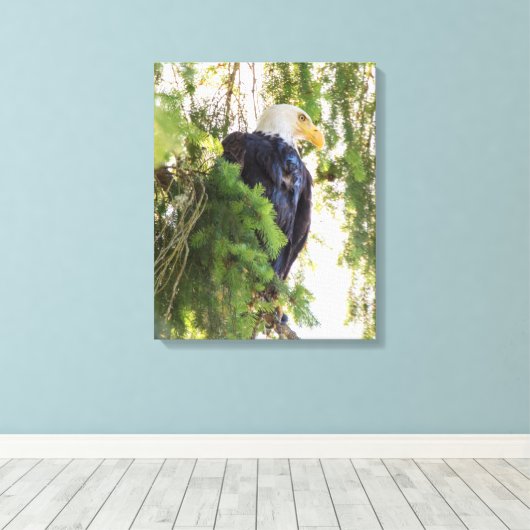 Bald Eagle baarst in Douglas Fir Canvas Afdruk (Insitu (Houten vloer))