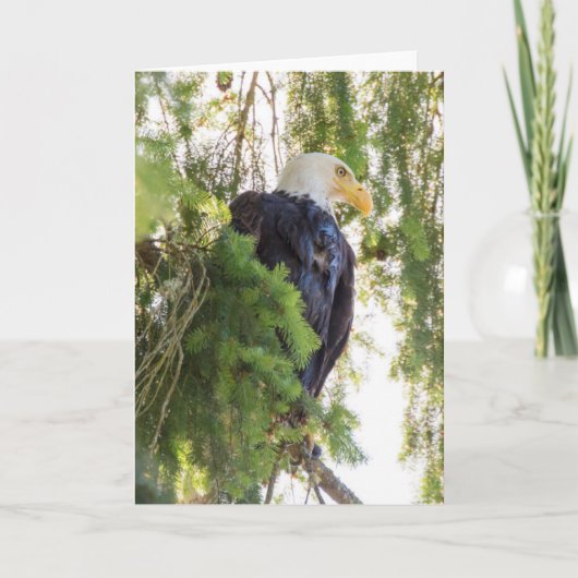 Bald Eagle baarst in Douglas Fir Kaart (Voorkant)