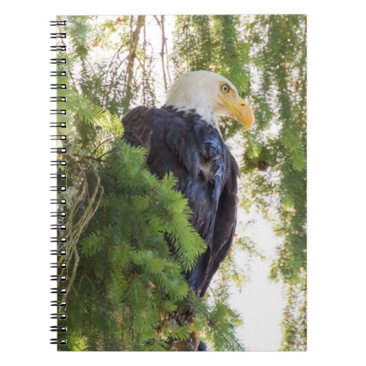Bald Eagle baarst in Douglas Fir Notitieboek (Voorkant)