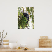 Bald Eagle baarst in Douglas Fir Poster (Keuken)