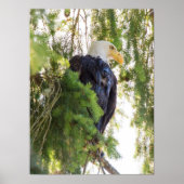 Bald Eagle baarst in Douglas Fir Poster (Voorkant)