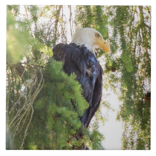 Bald Eagle baarst in Douglas Fir Tegeltje (Voorkant)