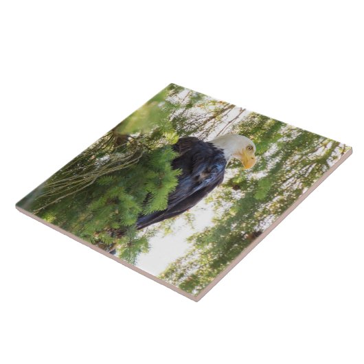 Bald Eagle baarst in Douglas Fir Tegeltje (Zijkant)