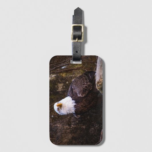 Bald Eagle Bagagelabel (Voorkant (verticaal))