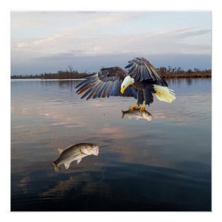 Bald Eagle Bass Gevist Perfect Poster