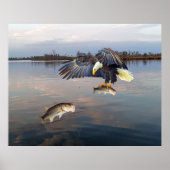Bald Eagle Bass Gevist Poster (Voorkant)