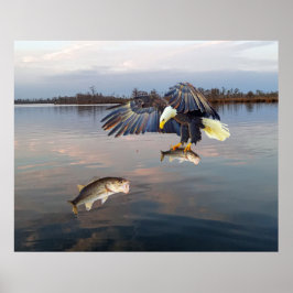 Bald Eagle Bass Gevist Poster