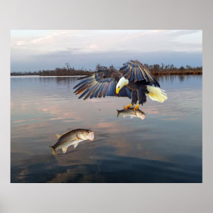 Bald Eagle Bass Gevist Poster