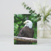 Bald Eagle Bird Briefkaart (Staand voorkant)