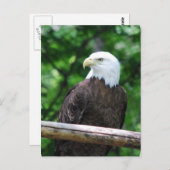 Bald Eagle Bird Briefkaart (Voorkant / Achterkant)