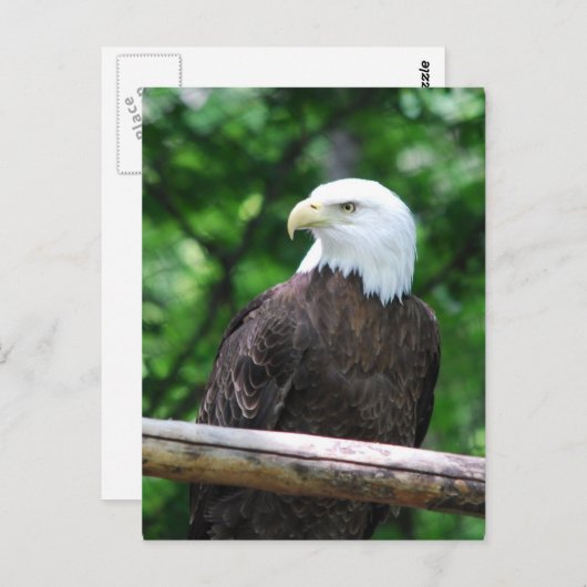 Bald Eagle Bird Briefkaart (Voorkant / Achterkant)