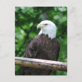 Bald Eagle Bird Briefkaart (Voorkant)