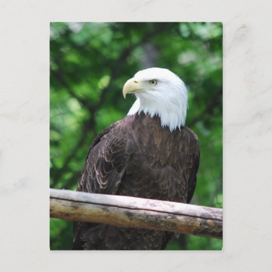 Bald Eagle Bird Briefkaart (Voorkant)