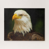 Bald Eagle Bird of Prey. Legpuzzel (Horizontaal)