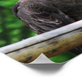 Bald Eagle Bird Poster (Hoek)