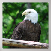 Bald Eagle Bird Poster (Voorkant)