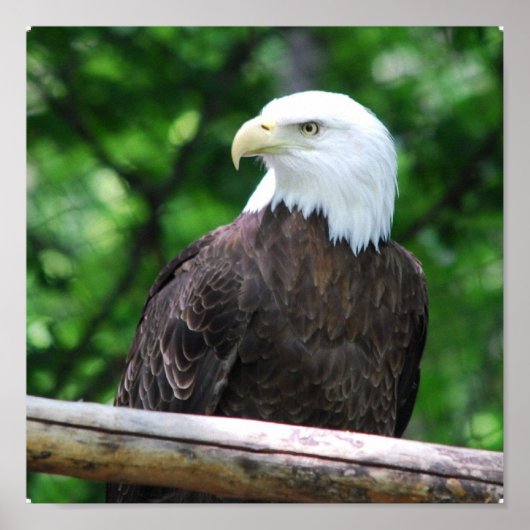 Bald Eagle Bird Poster (Voorkant)