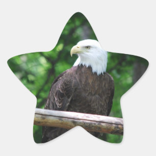 Bald Eagle Bird Stickers