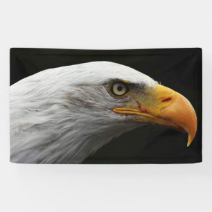 Bald Eagle bnrcn Spandoek