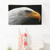 Bald Eagle bnrcnm Spandoek (Insitu)