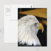 Bald Eagle Briefkaart (Voorkant / Achterkant)