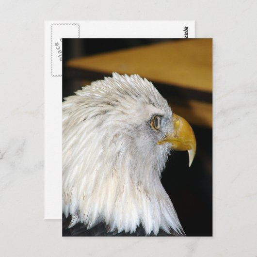 Bald Eagle Briefkaart (Voorkant / Achterkant)