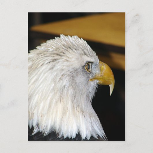 Bald Eagle Briefkaart (Voorkant)