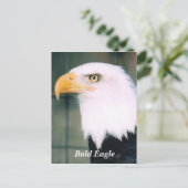 Bald Eagle Briefkaart (Staand voorkant)
