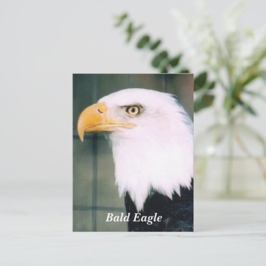 Bald Eagle Briefkaart (Staand voorkant)