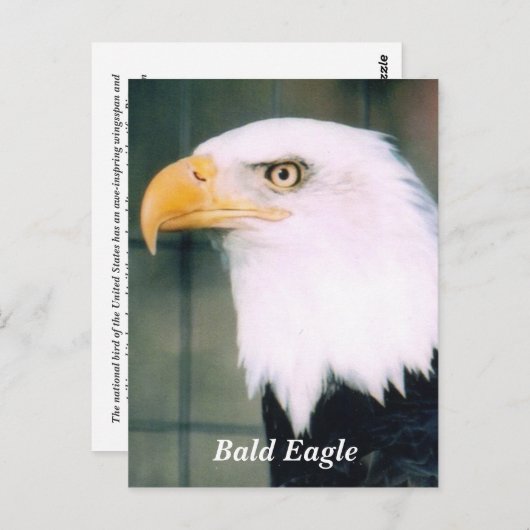 Bald Eagle Briefkaart (Voorkant / Achterkant)