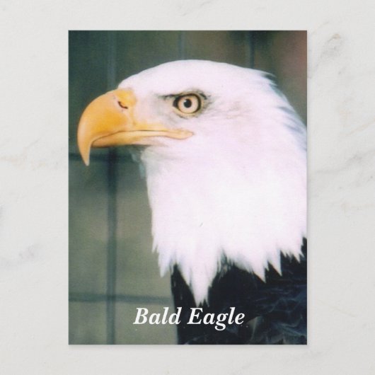 Bald Eagle Briefkaart (Voorkant)