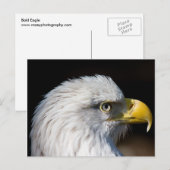 Bald Eagle Briefkaart (Voorkant / Achterkant)